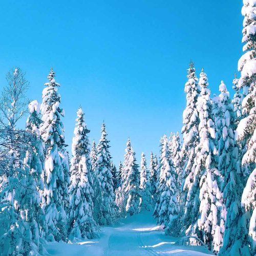 Scandinavian Splendor: Nordic Wonders in Sweden and Norway